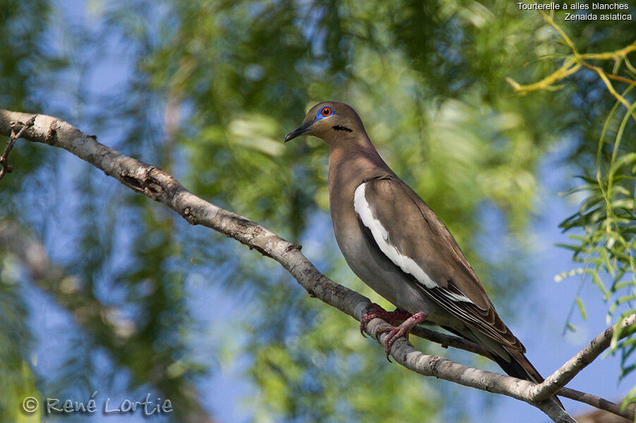 Tourterelle à ailes blanchesadulte, identification