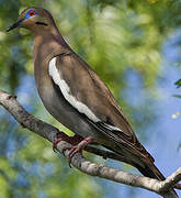 White-winged Dove