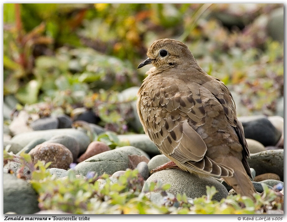 Mourning Dove