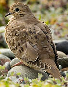 Mourning Dove