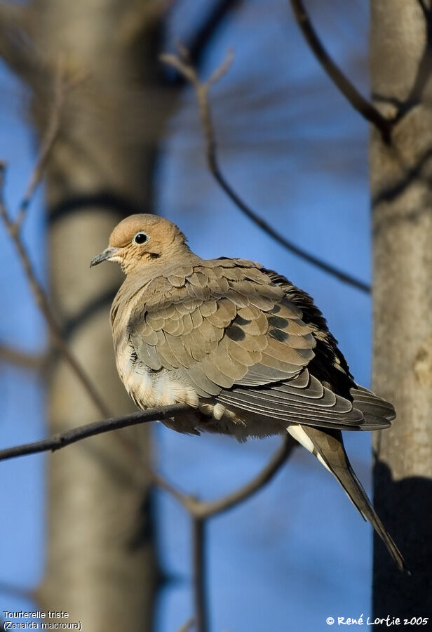 Mourning Dove