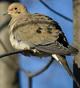 Mourning Dove