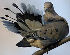 Mourning Dove