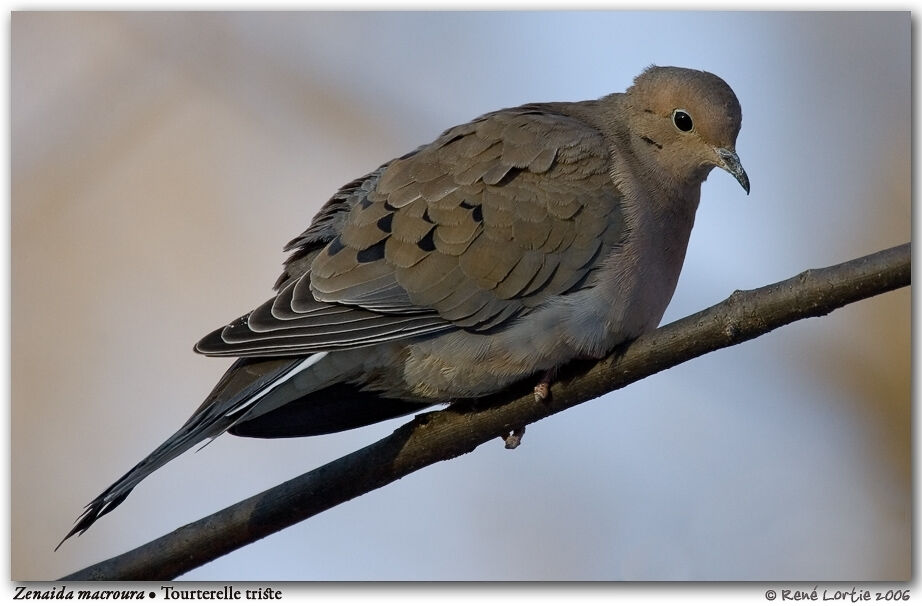 Mourning Dove