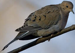 Mourning Dove