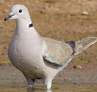 Eurasian Collared Dove