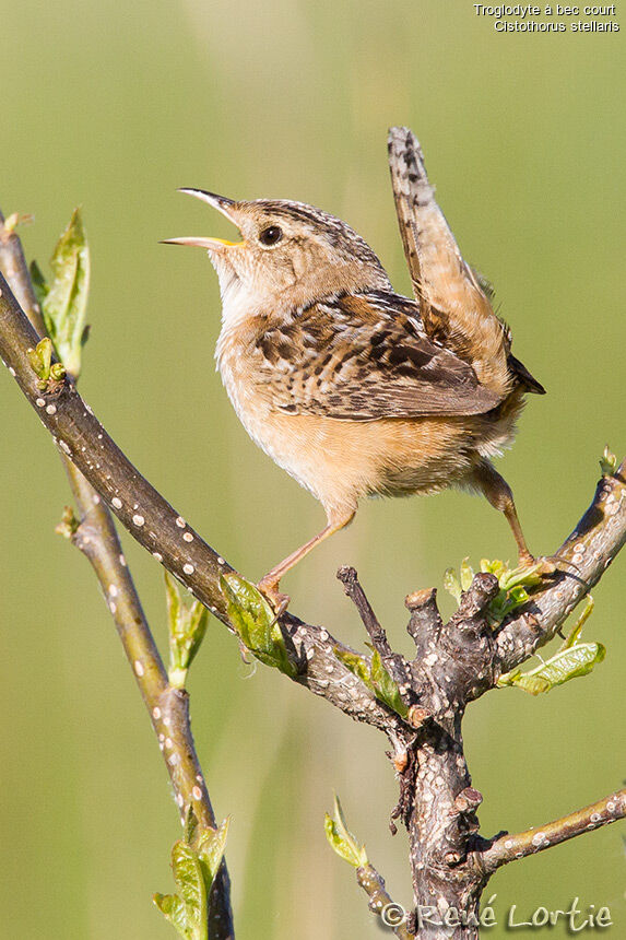 Sedge Wrenadult, identification