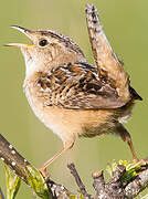 Sedge Wren