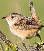 Sedge Wren