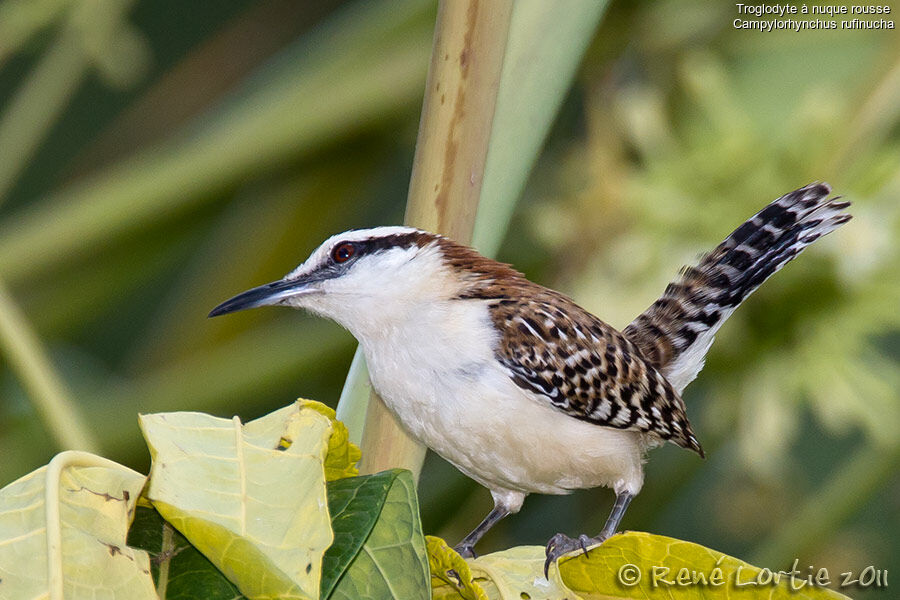 Rufous-naped Wrenadult, identification