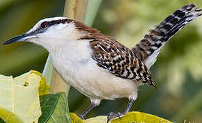 Rufous-naped Wren