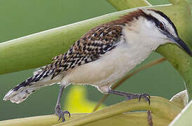 Veracruz Wren