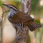 Banded Wren