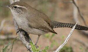 Bewick's Wren