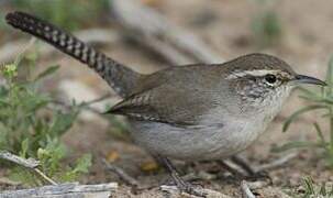 Bewick's Wren