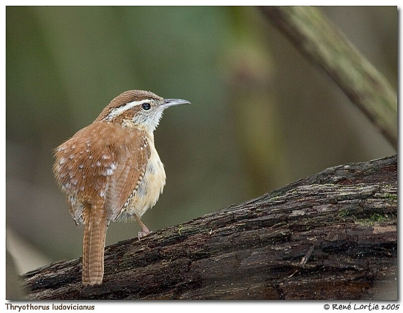 Carolina Wren