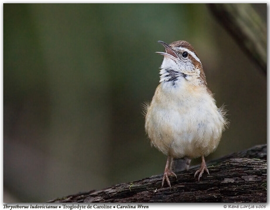 Carolina Wren