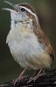 Carolina Wren