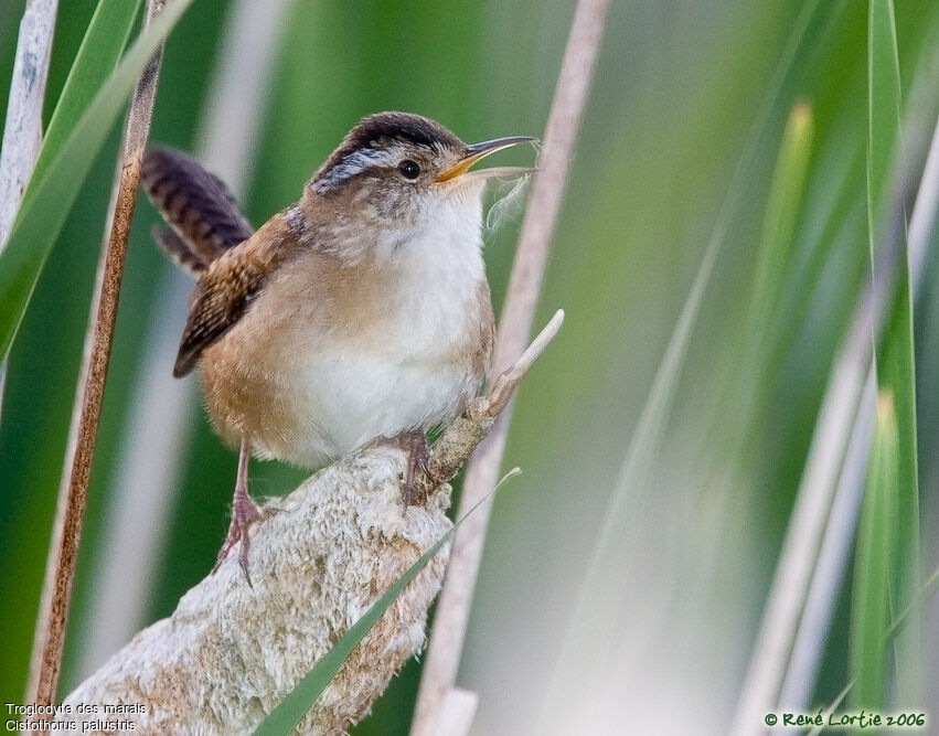 Marsh Wrenadult