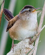 Marsh Wren