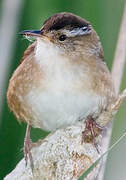 Marsh Wren