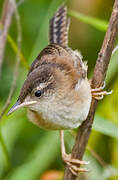 Marsh Wren