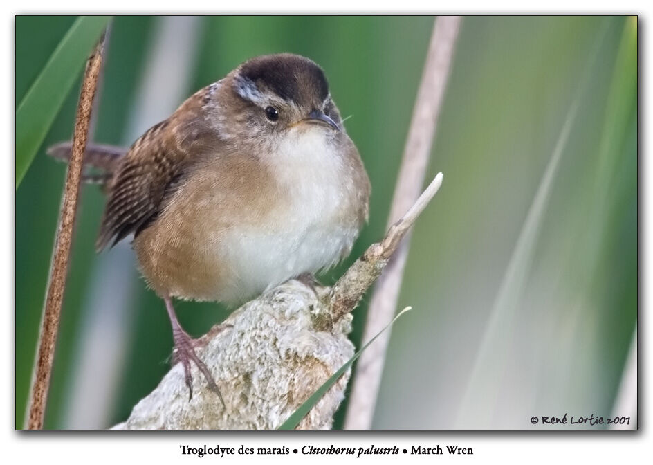 Marsh Wren