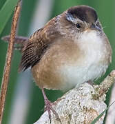 Marsh Wren