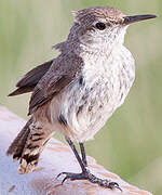 Rock Wren