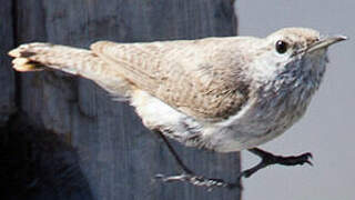 Rock Wren