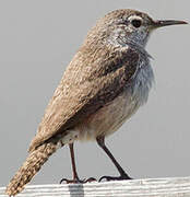 Rock Wren