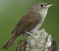 House Wren