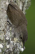 House Wren