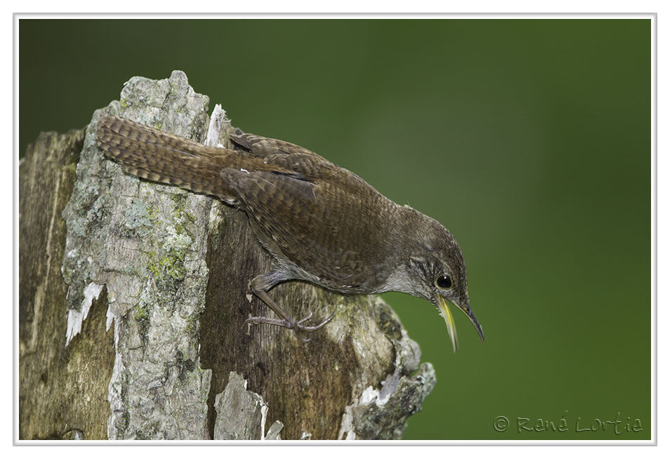 House Wren, identification