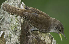 House Wren