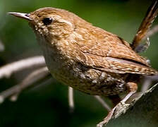 Eurasian Wren