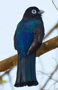 Trogon à tête noire