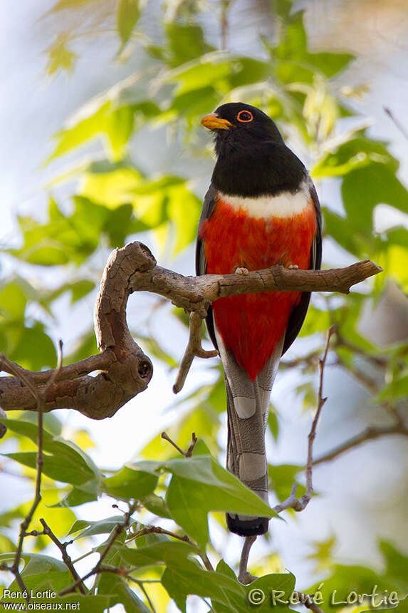 Elegant Trogon male adult breeding, identification