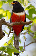 Elegant Trogon