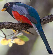 Trogon élégant