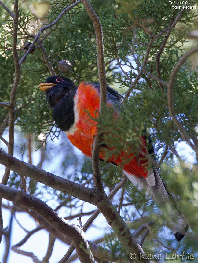 Trogon élégant mâle adulte, identification