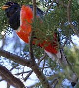 Elegant Trogon