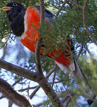 Trogon élégant