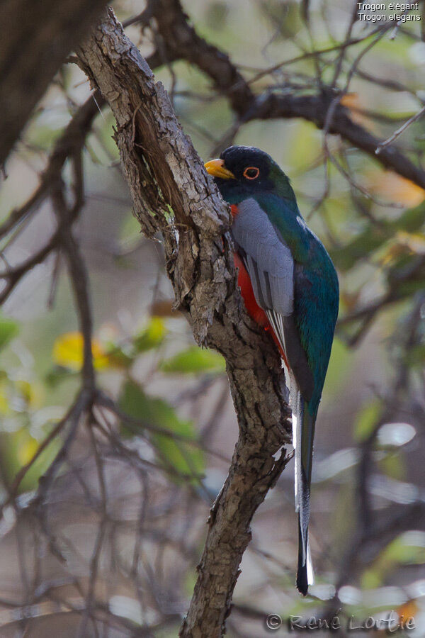 Trogon élégant femelle adulte, identification