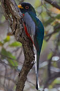 Elegant Trogon