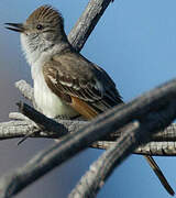 Ash-throated Flycatcher