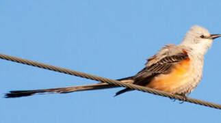 Scissor-tailed Flycatcher