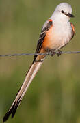 Scissor-tailed Flycatcher