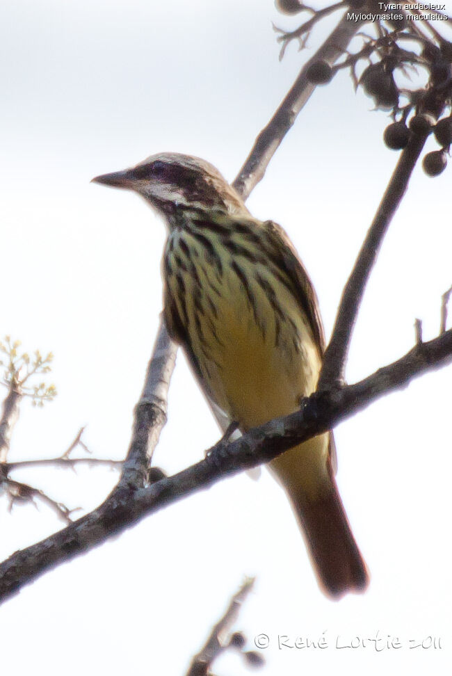 Streaked Flycatcher, identification