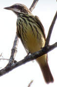 Streaked Flycatcher